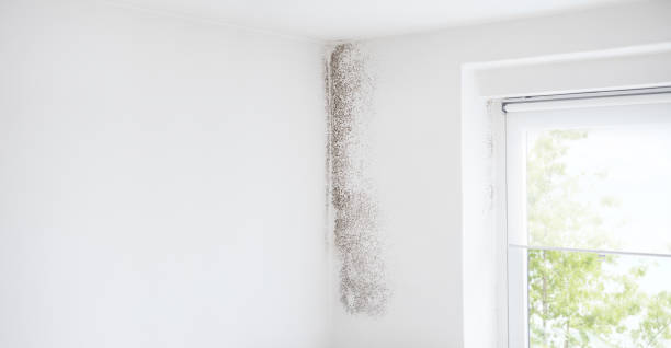 Reliable Newport East, RI Mold Removal Solutions